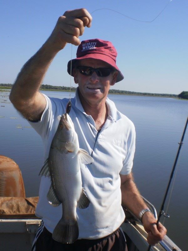 Rat barra caught in the shady camp fresh water billabong using a 45 lb wind on leader
