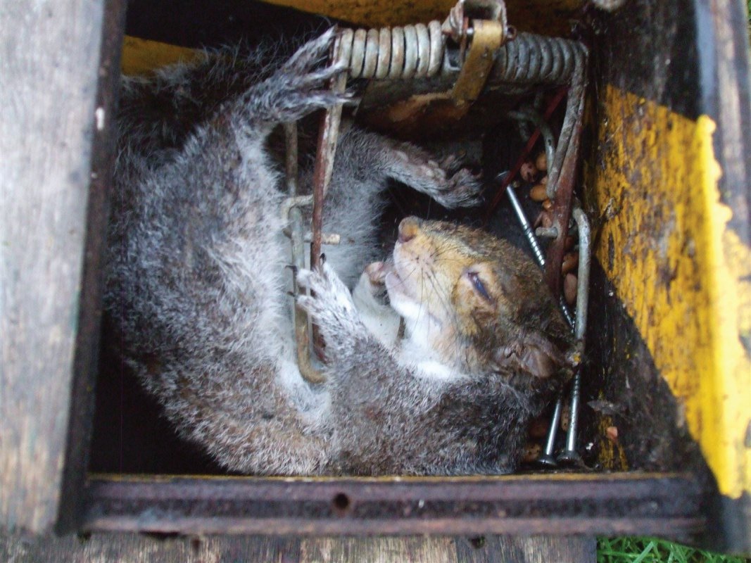 Squirrels fall victim to Fenn traps too.