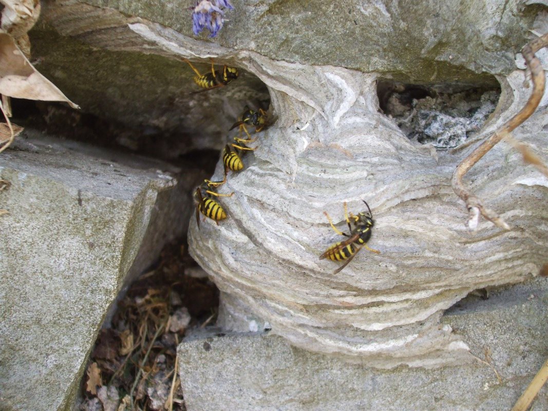 Wasp nest, stone wall, Axbridge, treated by Barron Pest Control