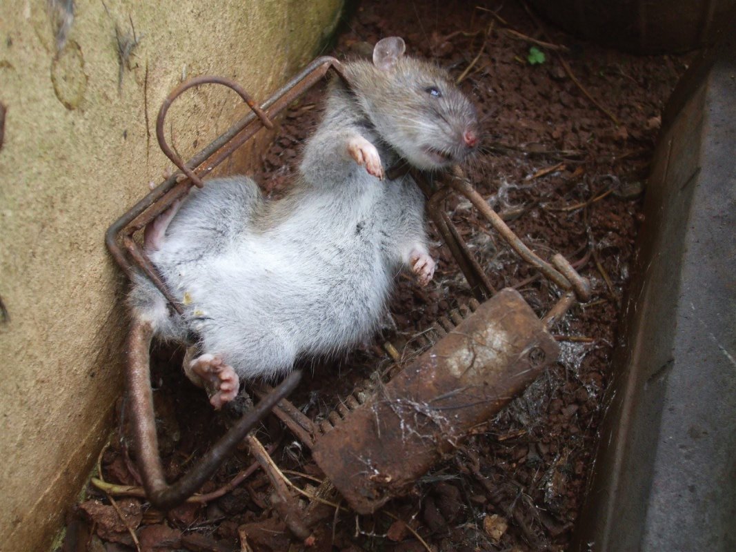 Rat in trap. Somerset