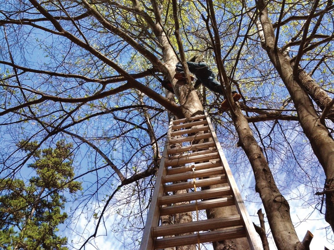 Handyman Tree Services