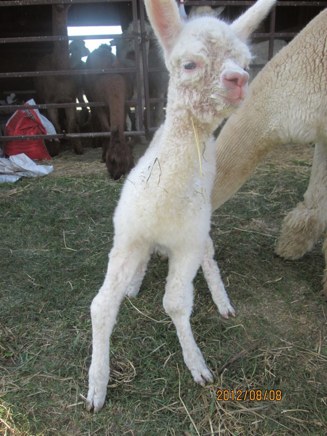 Baby alpaca leg deformity